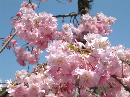 満開の桜1