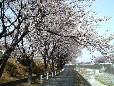 満開の桜4